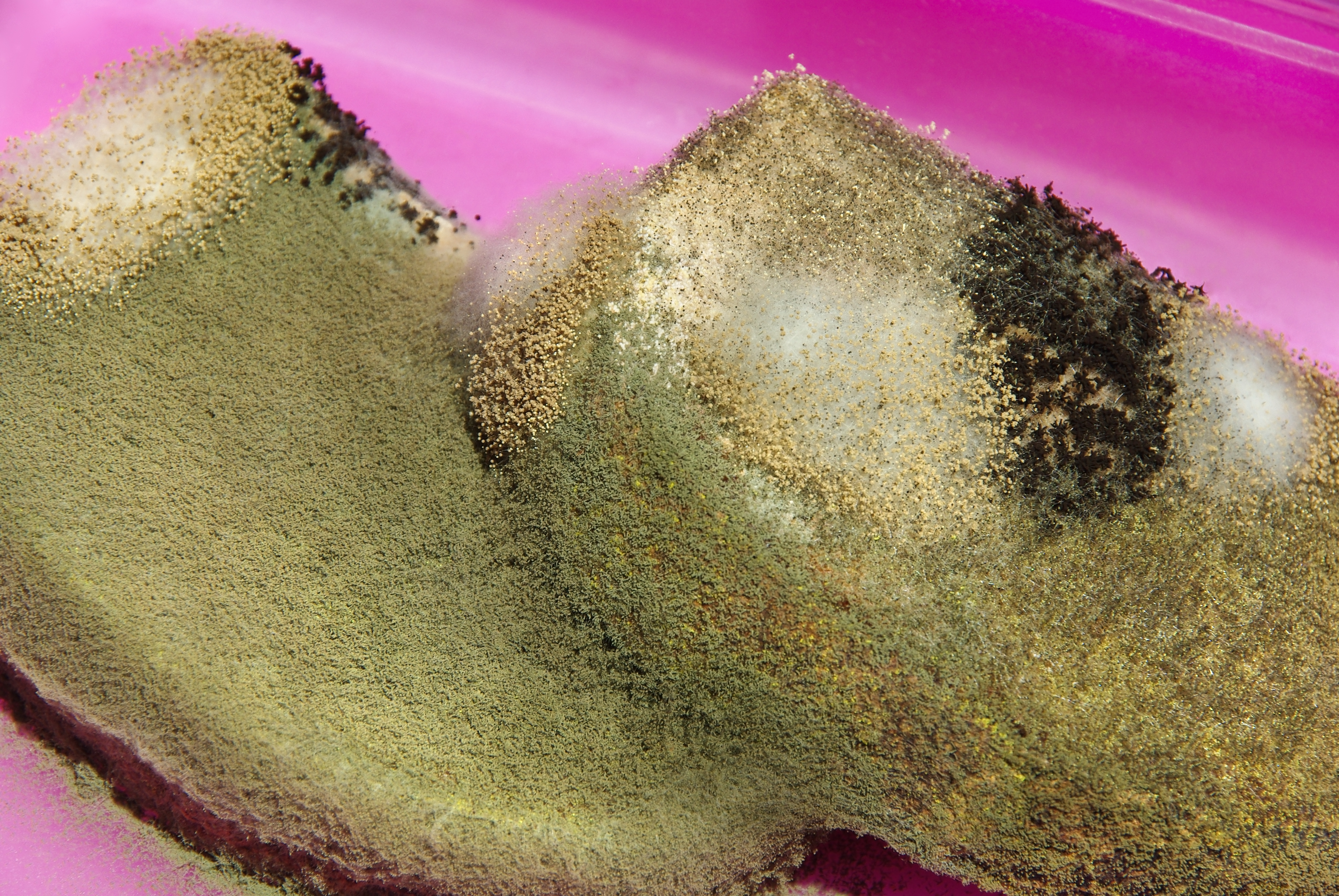 Mold Growth